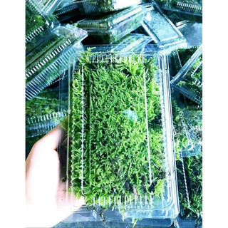 rêu wepping trang trí terarium bán cạn setup