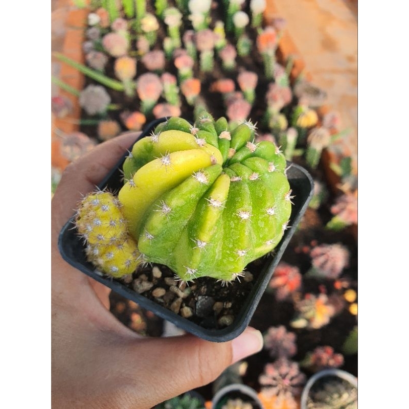 Xương rồng echino lem, hàng bẻ con