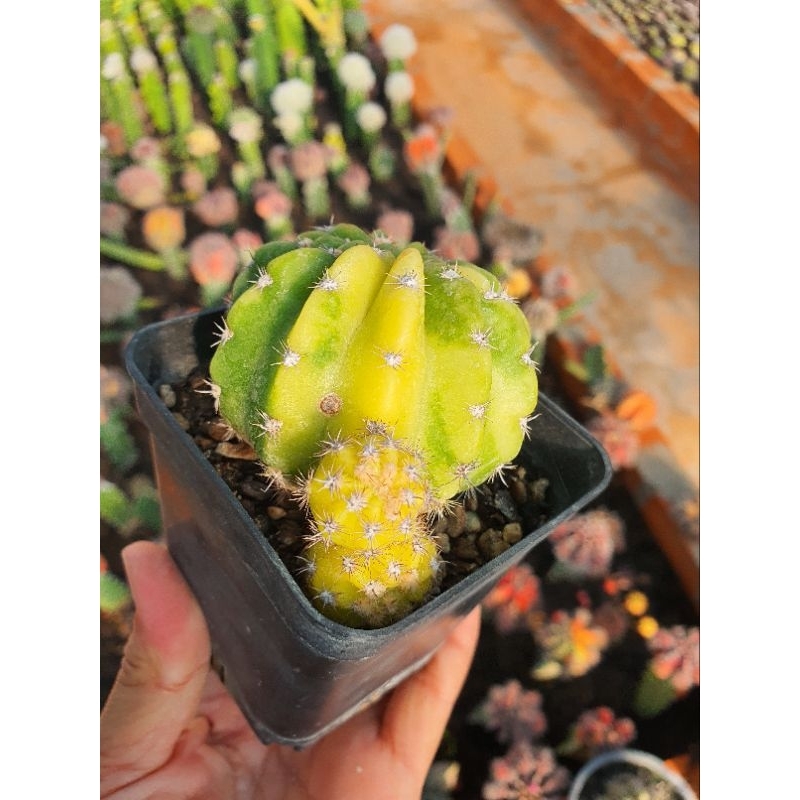 Xương rồng echino lem, hàng bẻ con