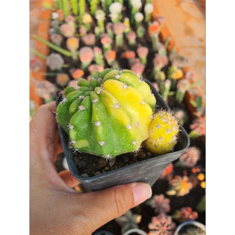 Xương rồng echino lem, hàng bẻ con