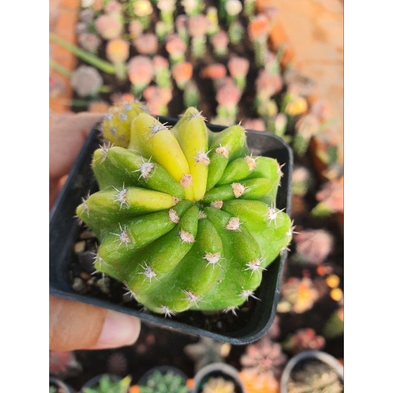 Xương rồng echino lem, hàng bẻ con