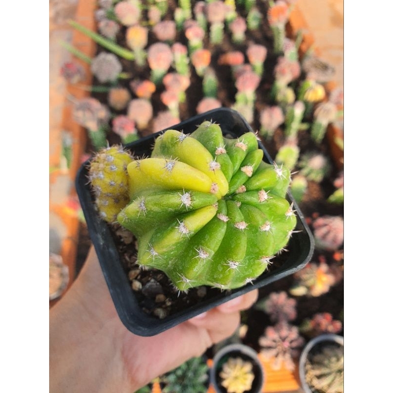 Xương rồng echino lem, hàng bẻ con