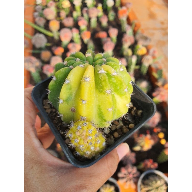 Xương rồng echino lem, hàng bẻ con