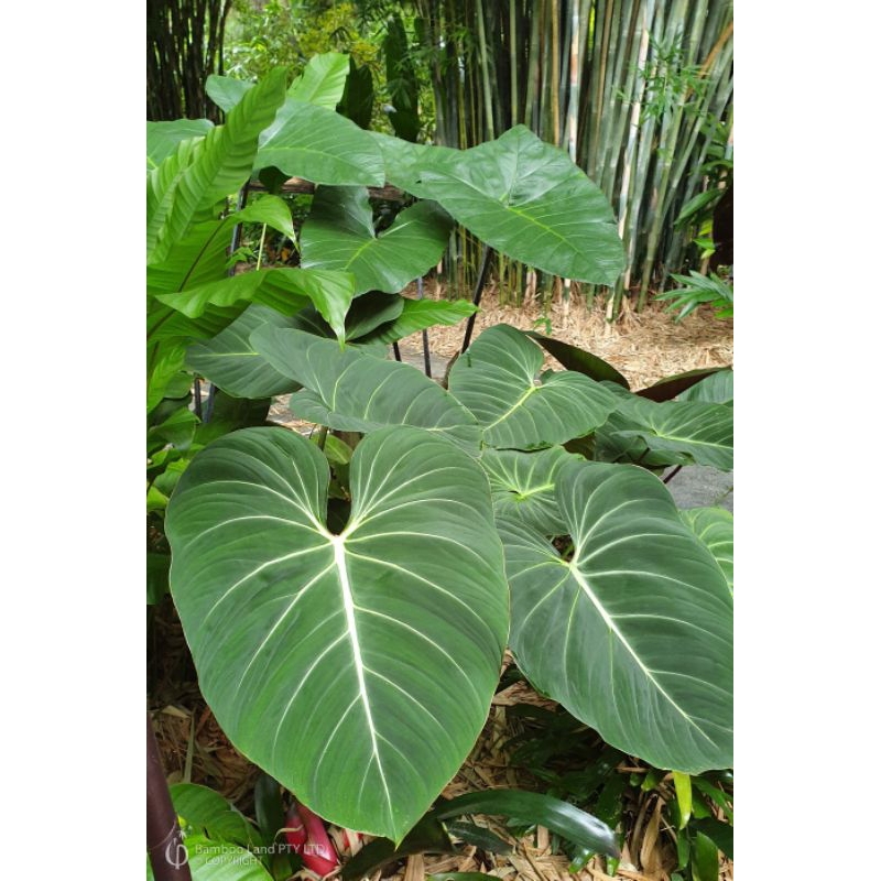 1 chậu Gloriosum Dark form