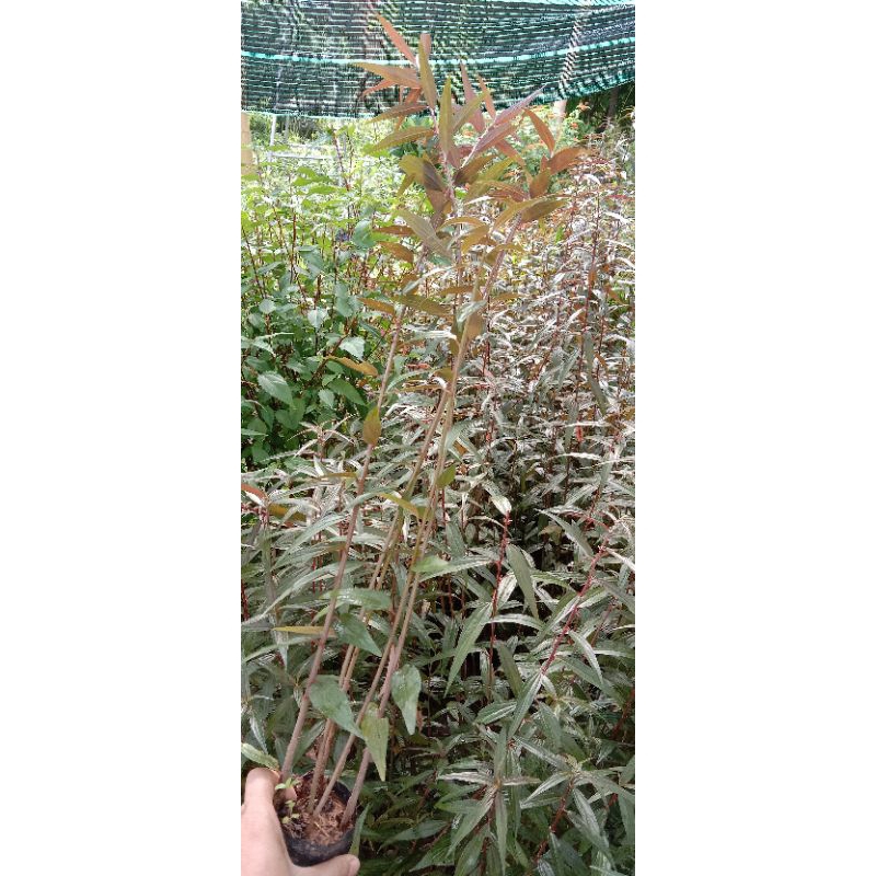 Bầu Cây bọ mắm  5-7 cây mua 5 bầu tặng 1 bầu