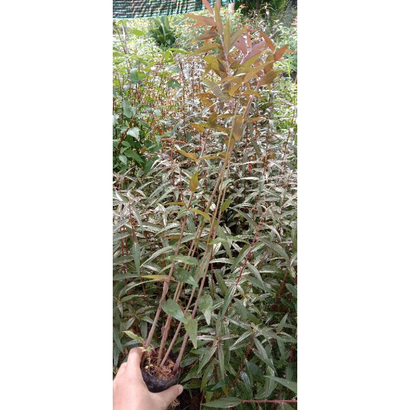 Bầu Cây bọ mắm  5-7 cây mua 5 bầu tặng 1 bầu