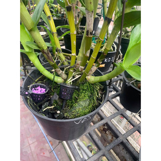 Giỏ đựng phân tan chậm (set 50 cái)