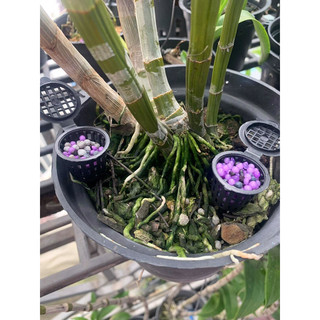 Giỏ đựng phân tan chậm (set 50 cái)