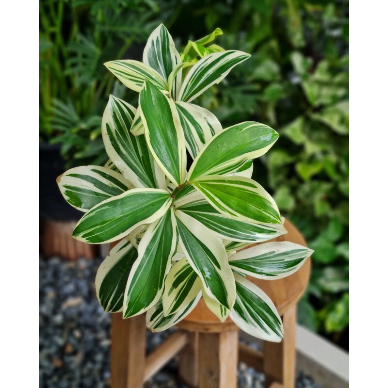 Cheilocostus Speciosus variegated.Cây Chong Chóng