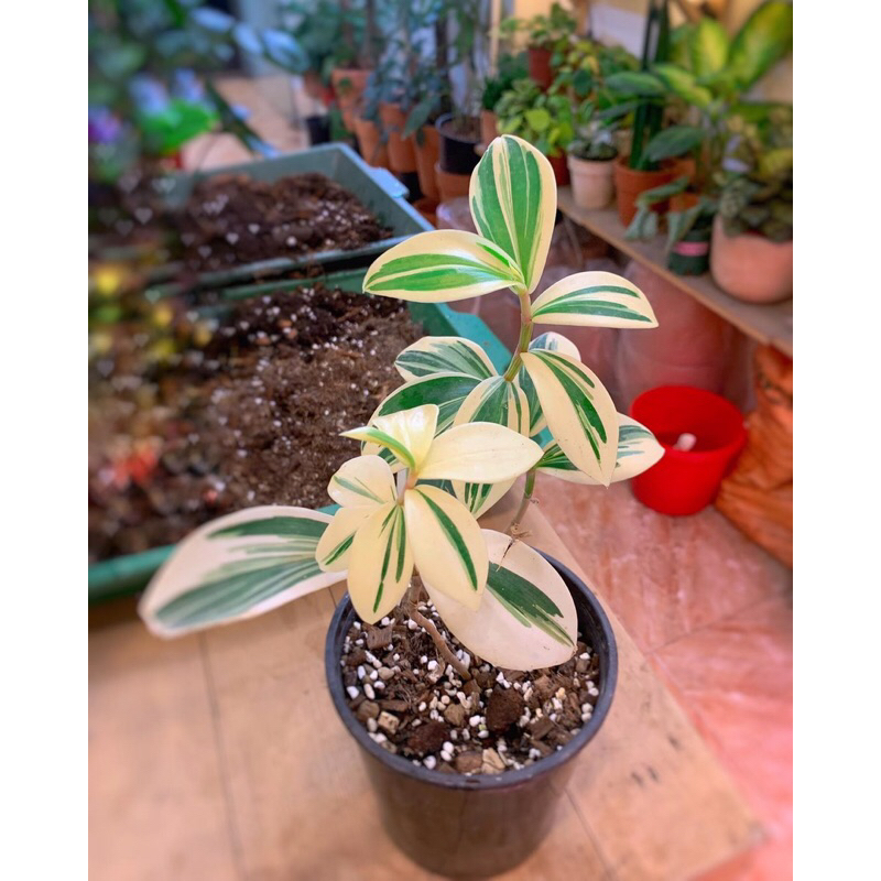 Cheilocostus Speciosus variegated.Cây Chong Chóng