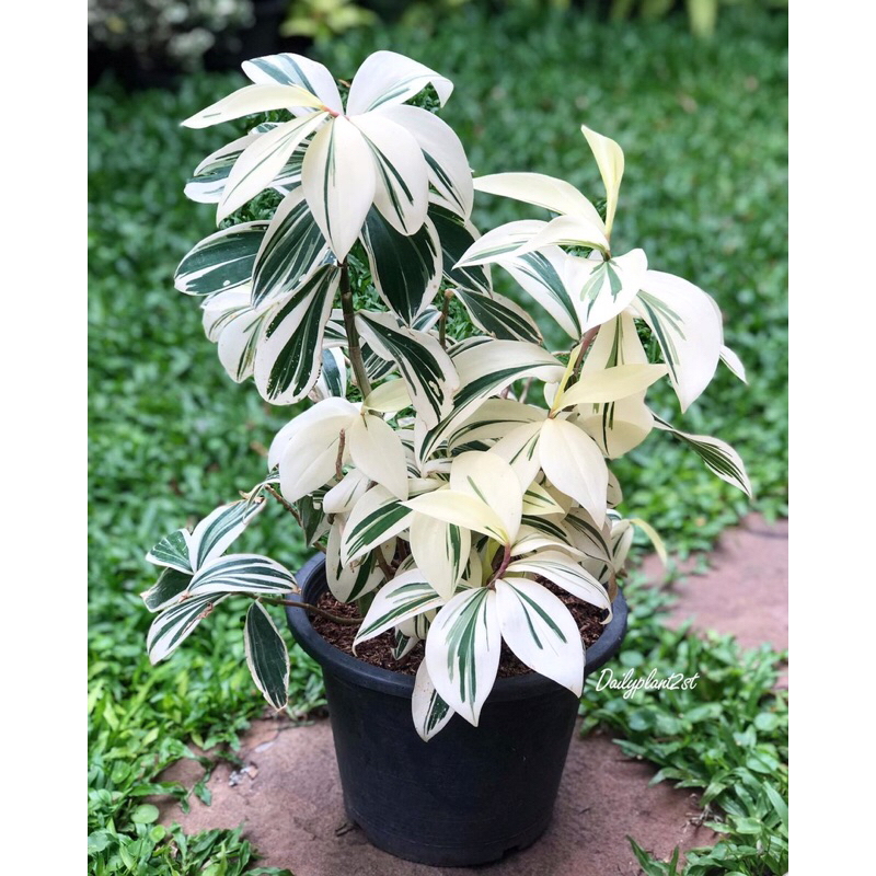 Cheilocostus Speciosus variegated.Cây Chong Chóng