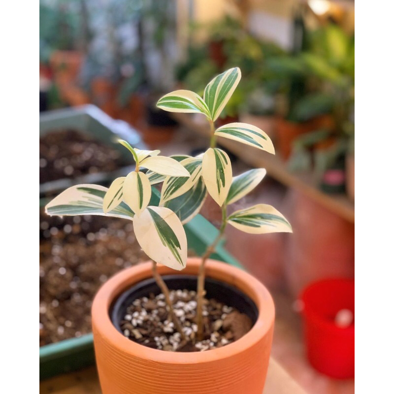 Cheilocostus Speciosus variegated.Cây Chong Chóng