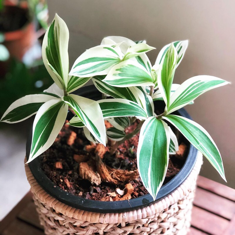 Cheilocostus Speciosus variegated.Cây Chong Chóng
