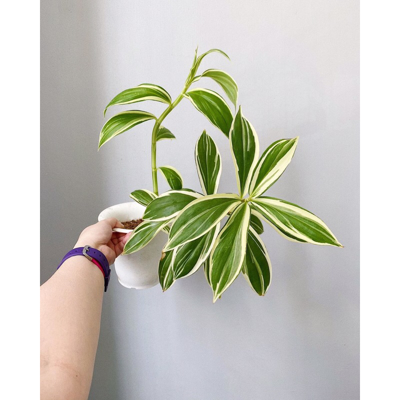 Cheilocostus Speciosus variegated.Cây Chong Chóng