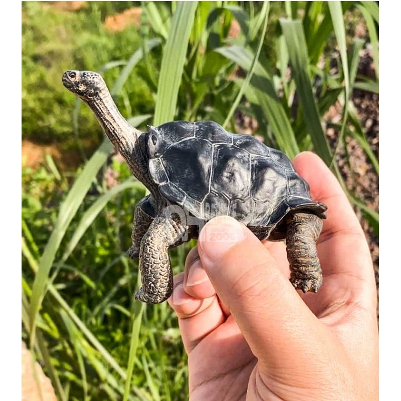 Mô hình rùa cạn (Galapagos và Lưỡi Cày)