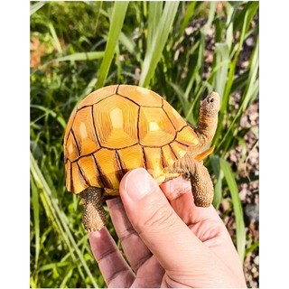 Mô hình rùa cạn (Galapagos và Lưỡi Cày)