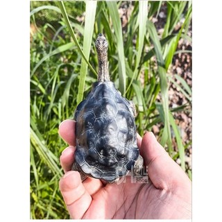 Mô hình rùa cạn (Galapagos và Lưỡi Cày)