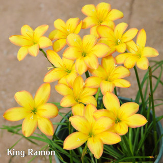 1 củ huệ mưa King Ramon