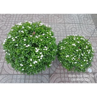 (VHST giao TP.HCM trong ngày) CÂY MAI VẠN PHÚC/MAI TIỂU THƠ đang hoa.