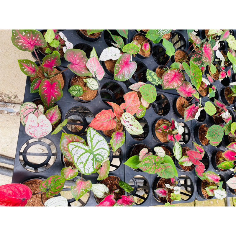 Chậu Caladium Thái mix màu xinh xắn