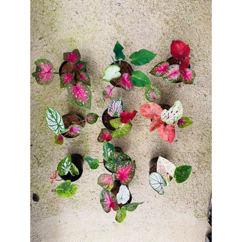 Chậu Caladium Thái mix màu xinh xắn