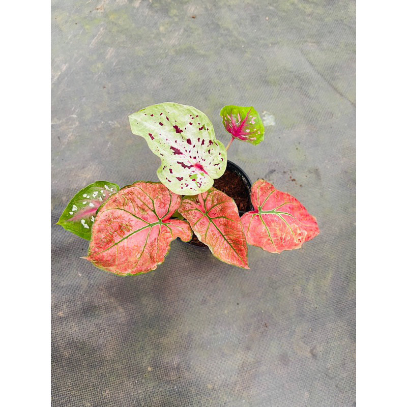 Chậu Caladium Thái mix màu xinh xắn