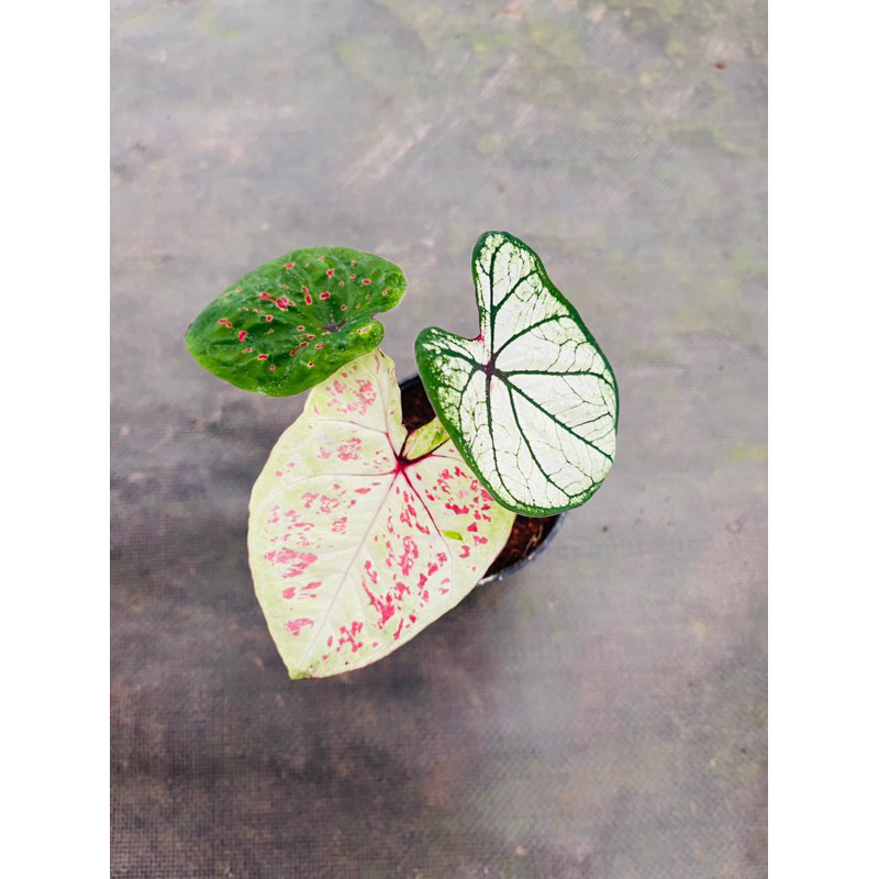 Chậu Caladium Thái mix màu xinh xắn