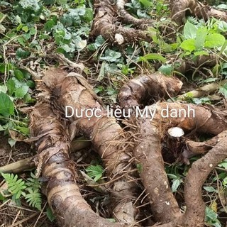 (1kg)Bạc Hà Núi (củ Ráy voi) an giang
