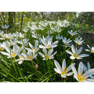 1 Củ Huệ Mưa Màu Trắng Hút Bụi