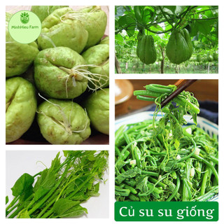 Quả su su giống đã nứt nanh