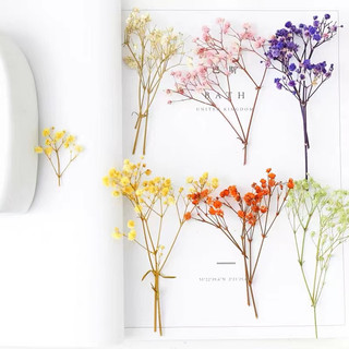 Nhánh Hoa khô Baby nhiều màu nguyên liệu làm đồ decor handmade