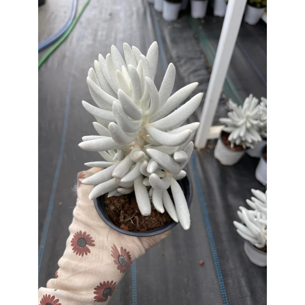 Sen đá cáo trắng