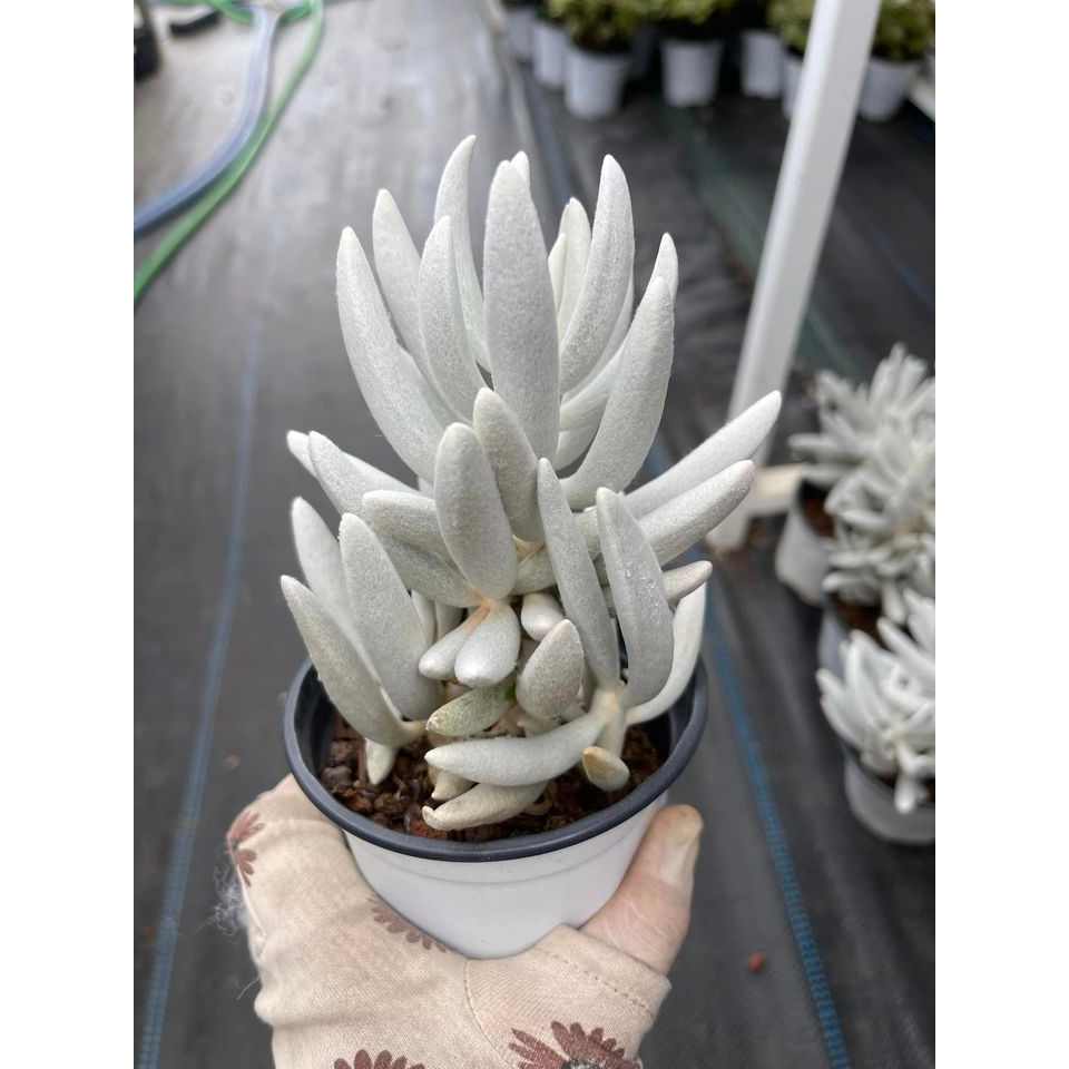 Sen đá cáo trắng