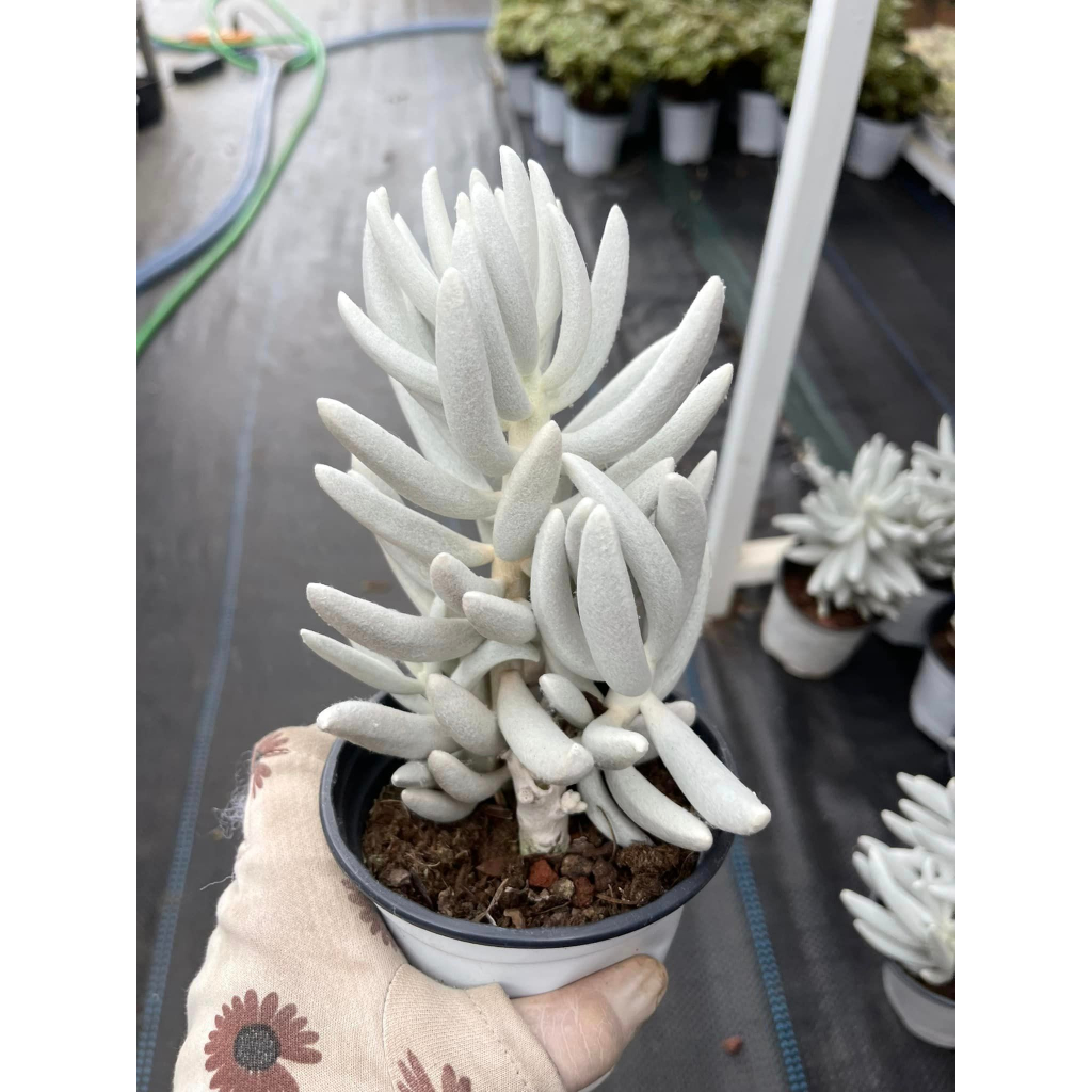 Sen đá cáo trắng