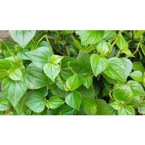 Hạt giống rau càng cua