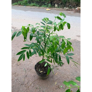Cây cóc thái lùn siêu quả