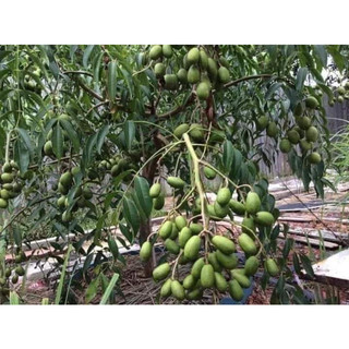 CÂY CÓC THÁI LÙN SIÊU QUẢ