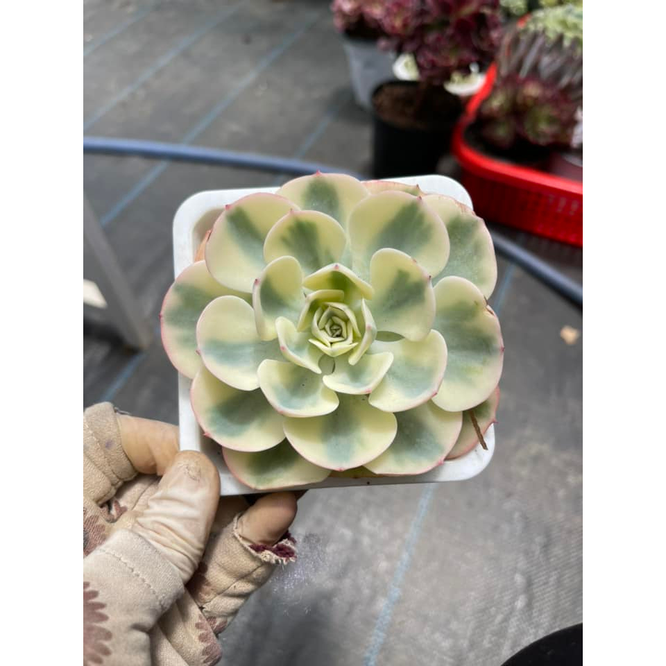 Sen đá đất xanh var