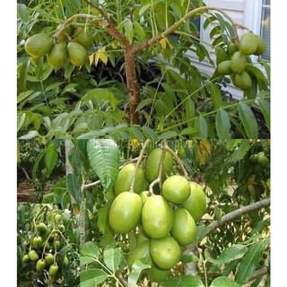 CÂY CÓC THÁI LÙN SIÊU QUẢ
