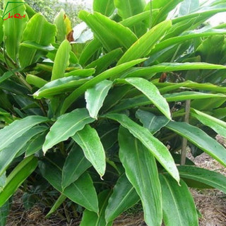 Bột lá riềng hữu cơ sấy lạnh 20g