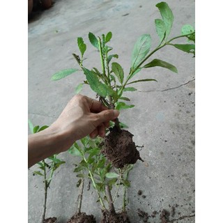 combo 2 cây giống cúc tần/từ bi