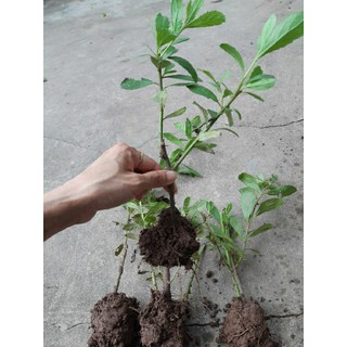 combo 2 cây giống cúc tần/từ bi