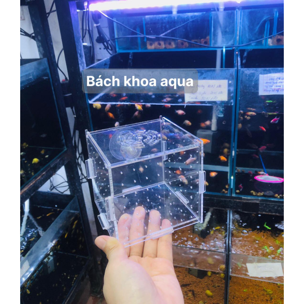 Lồng dưỡng cá- Tép Mica