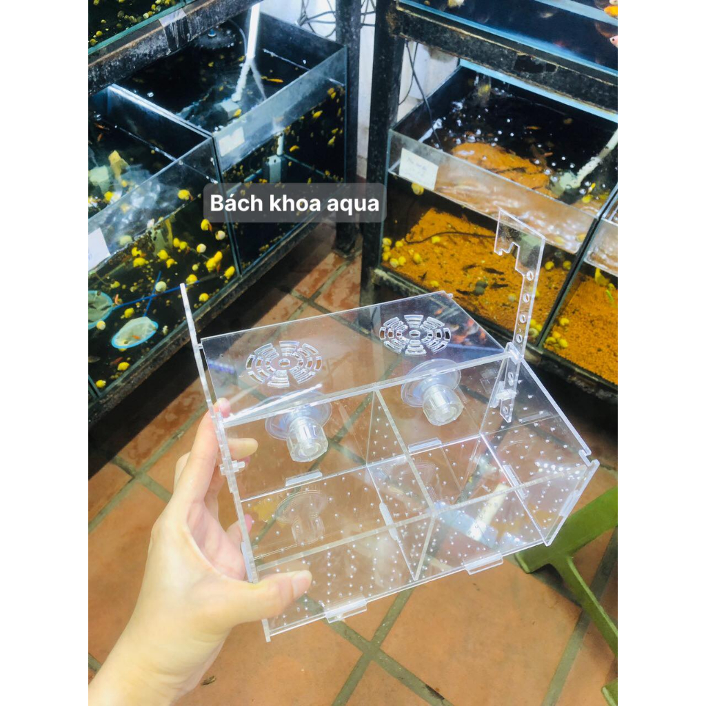 Lồng dưỡng cá- Tép Mica