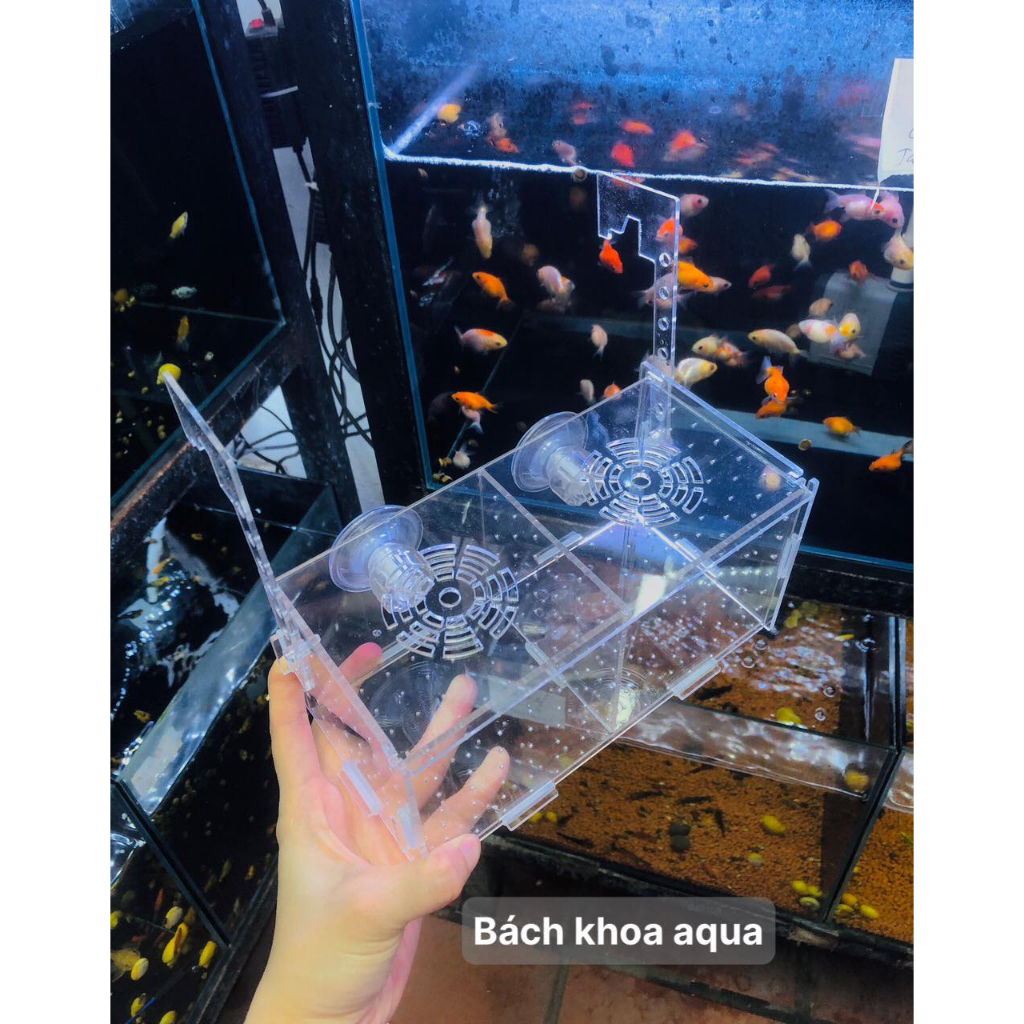 Lồng dưỡng cá- Tép Mica