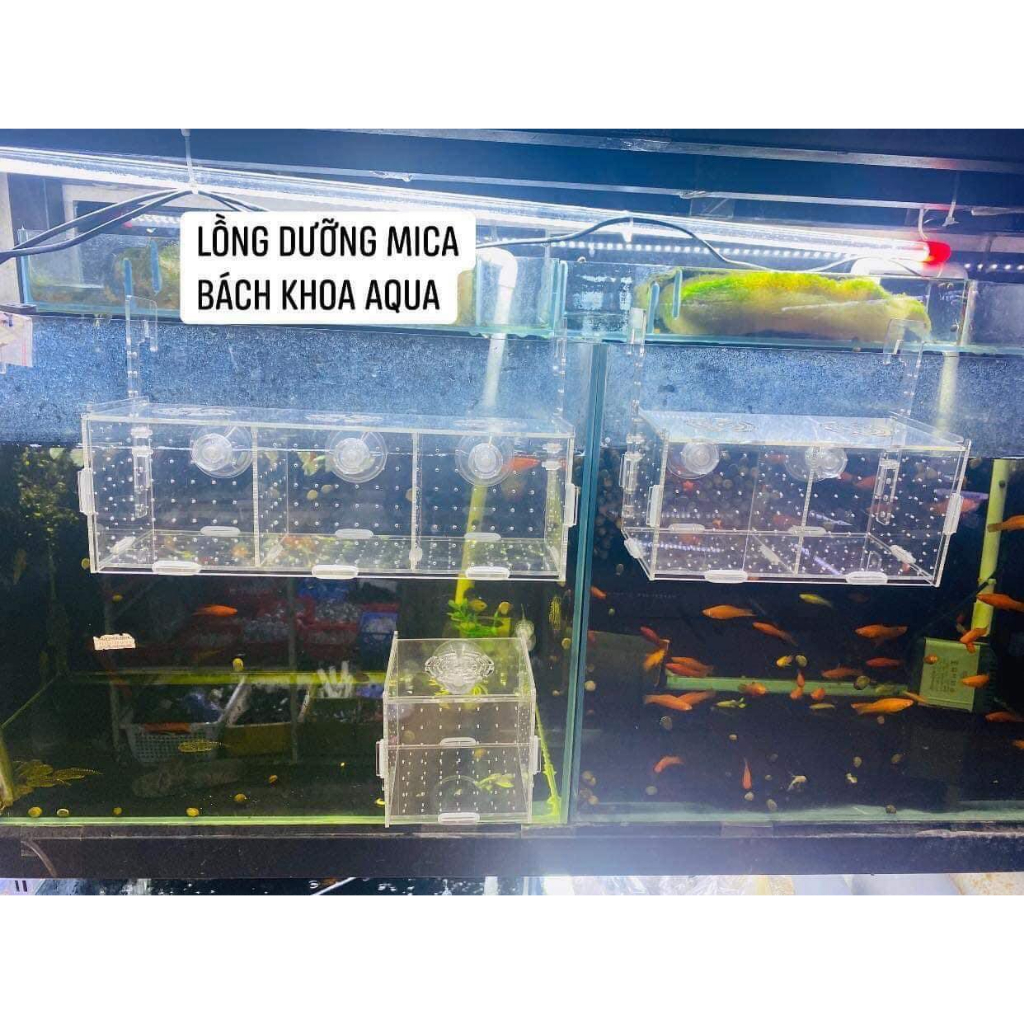 Lồng dưỡng cá- Tép Mica