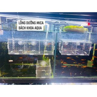 Lồng dưỡng cá- Tép Mica