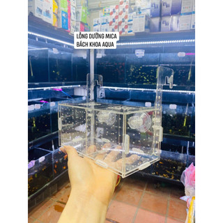 Lồng dưỡng cá- Tép Mica