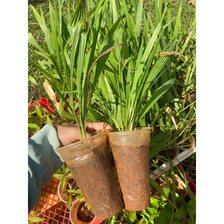 Combo 10cây sâm đại hành