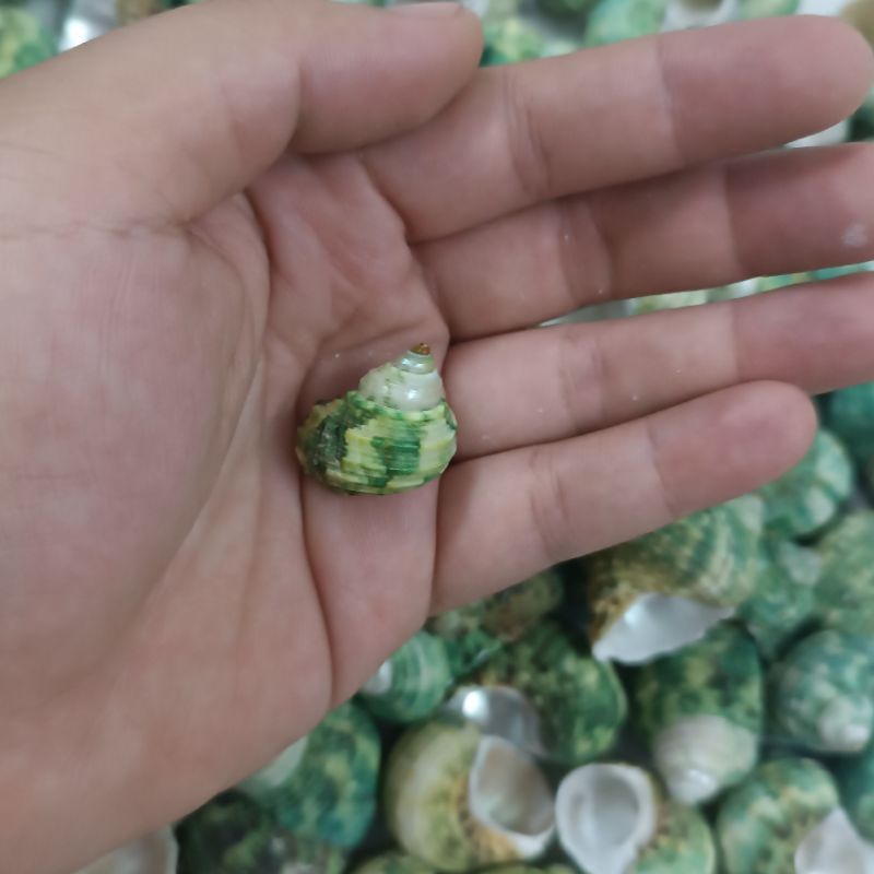 Vỏ ốc mặt trăng ( hay còn gọi là ốc xà cừ xanh) đủ size ... Vỏ cho ốc mượn hồn (OMH)